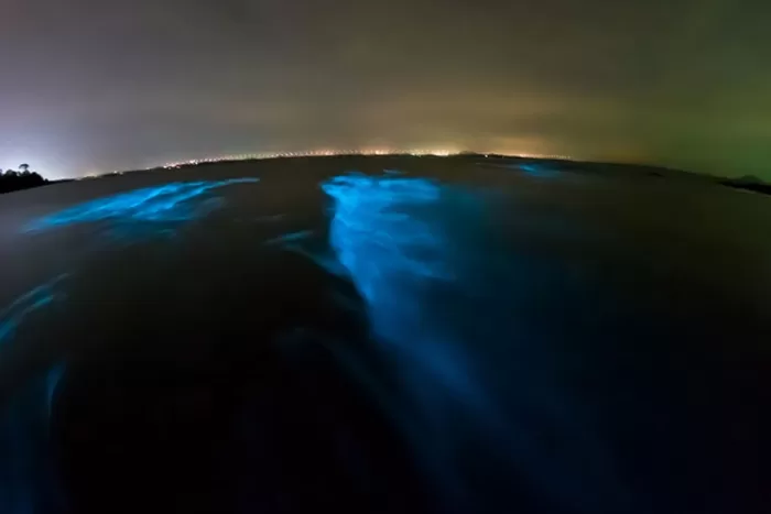 Bioluminescent worms in the water