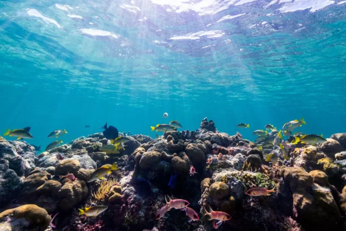 Underwater reef with many colorful fish