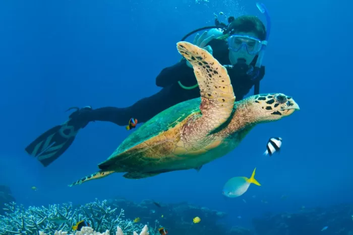 Scuba diver swimming along side a sea turtle