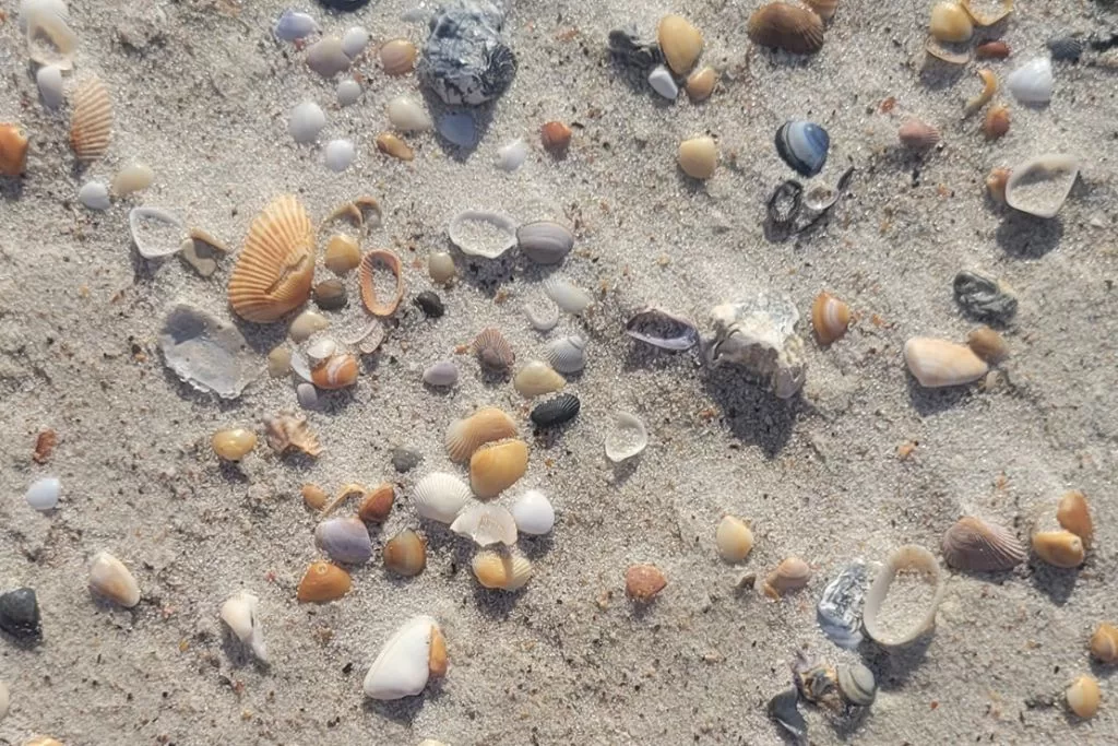 Shells on the beach