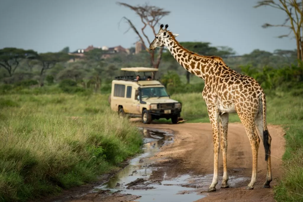Africa Safari